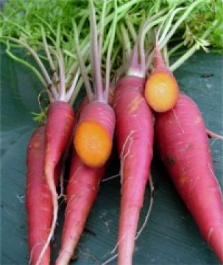 Purple Dragon Carrot