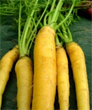 Yellowstone Carrot