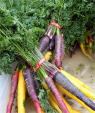 The Rainbow Carrot Mixture