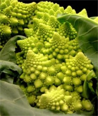 Veronica Romanesco Broccoflower