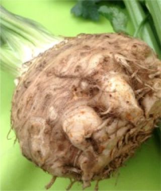 Brilliant Celeriac