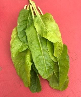 Lucullus Swiss Chard