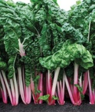 Peppermint Chard