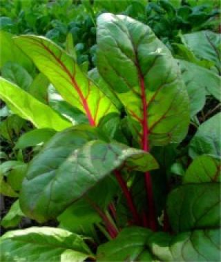 Magenta Sunset Swiss Chard