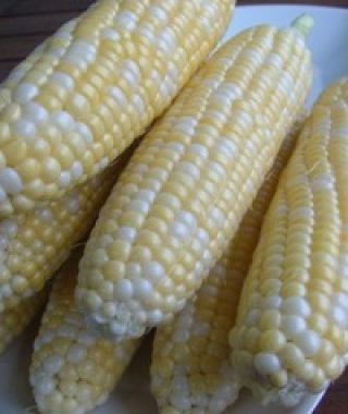 Peaches and Cream Bi-Color Sweet Corn