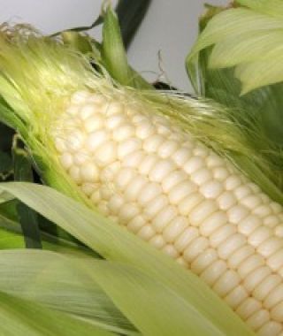 Silver Queen White Sweet Corn