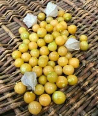 Aunt Molly's Ground Cherry