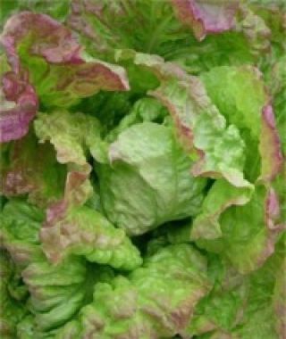 Blushed Butter Oak Lettuce