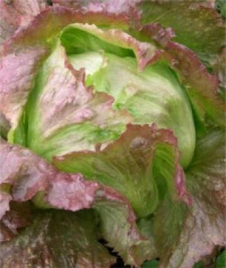 Red Glacier Iceberg Lettuce