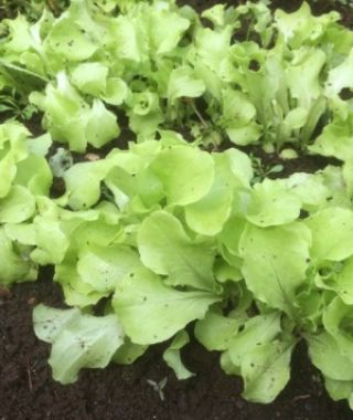 Black-Seeded Simpson Loose-Leaf Lettuce