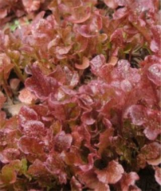 Red Salad Bowl Lettuce