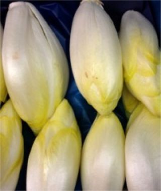 Totem Belgian Endive 