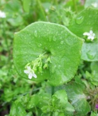 Miner's Lettuce Claytonia