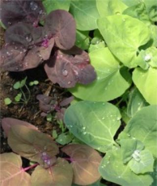 Aurora Orach Mixture