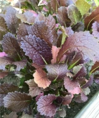 Giant Red Mustard