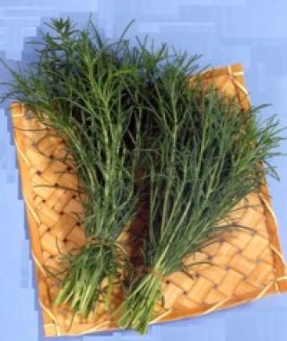 Saltwort "Okahijiki"