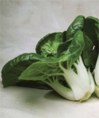 Toy Choi Baby Pak choi