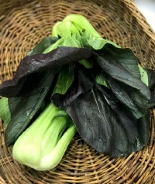 Purple Pak choi