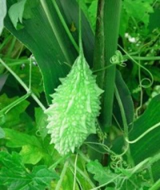 Bitter Melon Edible Gourd