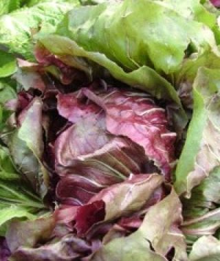 Indigo Radicchio