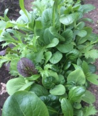 Asian Mesclun Salad Greens Blend