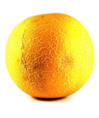 Galia Melon