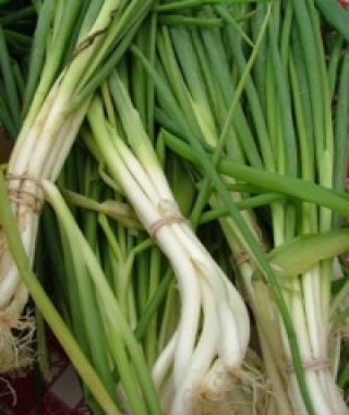 Fukagawa Japanese Bunching Onion