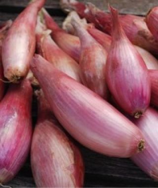 Zebrune Shallot