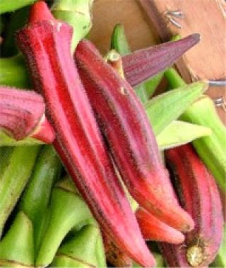 Heirloom Red Okra