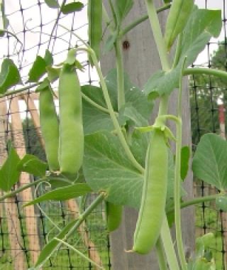 Thomas Laxton Shelling Pea