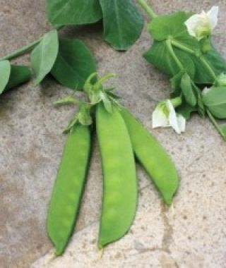 Little SnowPea White Pea Pods