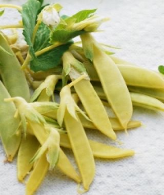 Opal Creek Yellow Snap Pea