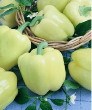 Diamond Bell Pepper