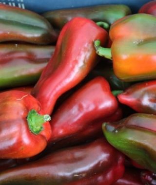 Pequillo Pimento Pepper