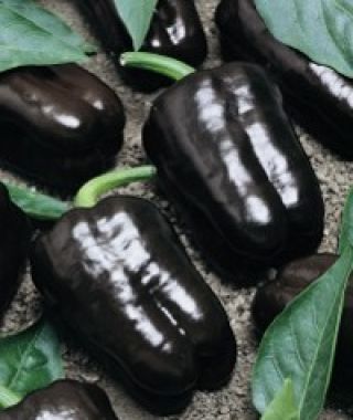 Purple Beauty Bell Pepper