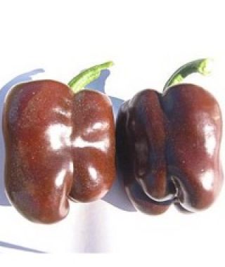 Chocolate Beauty Bell Pepper