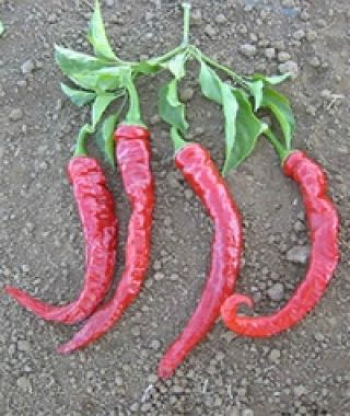 Italian Long Hots Hot Chile Pepper