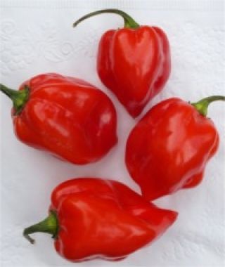 Caribbean Red Habanero Hot Chile Pepper