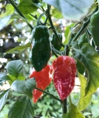 Super Hot Bhut Jolokia Pepper