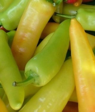 Hungarian Hot Wax Hot Chile Pepper