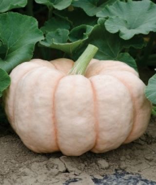 Porcelain Doll Pink Pumpkin