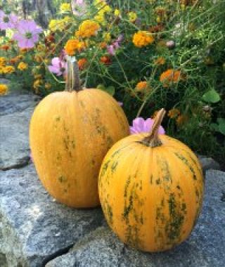 Lady Godiva Pumpkin