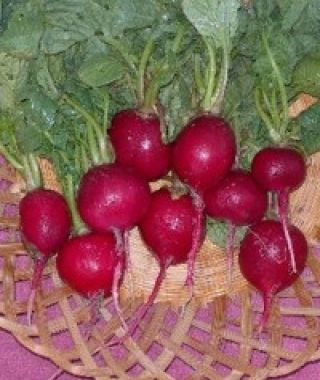 Fuego Radish