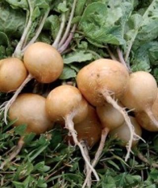 Helios Yellow Radish