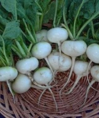 Hailstone Radish