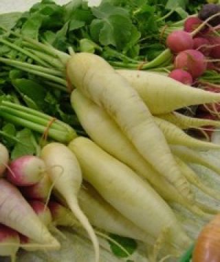 White Icicle Radish 