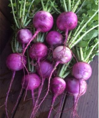 Mini Purple Daikon Radish