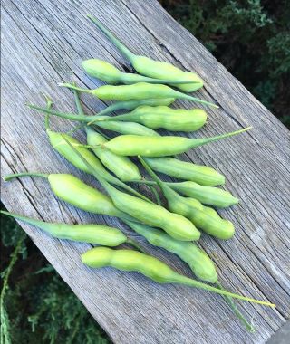 Rat Tail Radish