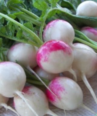 Roodkapje Radish