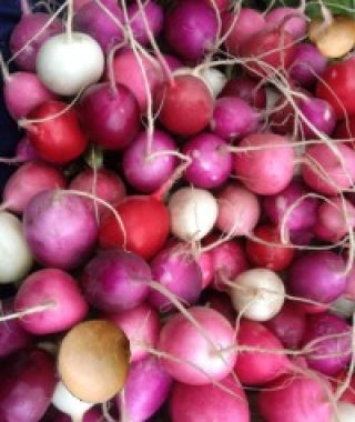 Gourmet Rainbow Radish Mixture